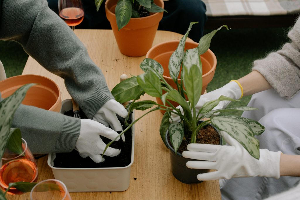 Close-up of people planting houseplants indoors, focusing on hands with gloves.